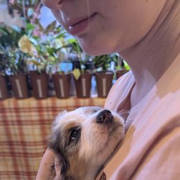 Angel - Grey collar girl - Blue merle female Aussiedoodle puppy in Mc Minnville, Tennessee from WilderAcre