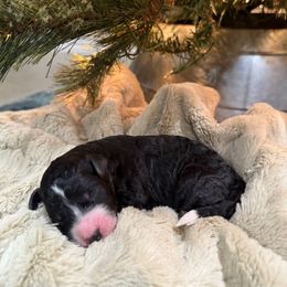 Louise - female Golden Mountain Doodle puppy in Victoria, Texas from Deidre's Doodles