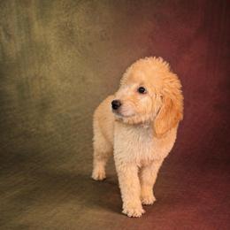 Muzick - Goldendoodle