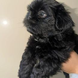 Buttercup - Black and white female Shih Tzu puppy in Azusa, California from RJ Shih Tzu lover