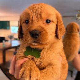 Green Boy - Golden male Golden Retriever puppy in Covington, Louisiana from MyKy Puppies