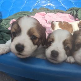 Nederlandse Kooikerhondje Puppies from Lenders Land