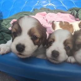Nederlandse Kooikerhondje Puppies from Lenders Land