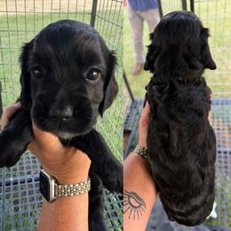 Girl - Black female English Cocker Spaniel puppy in Millen, Georgia from Pine Hill Kennels