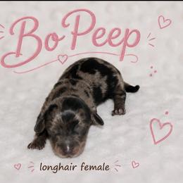 Bo Peep - Dapple female Dachshund puppy in Paris, Texas from Kuttin’ Up Mini Aussies