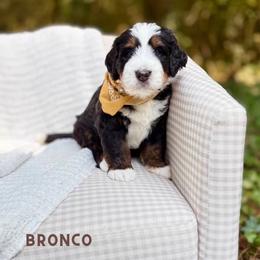 Bronco - Tri-color male Bernedoodle puppy in Trussville, Alabama from Nova Valley Puppies