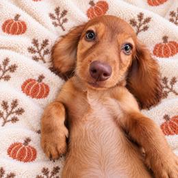 Rusty - Red male Dachshund puppy in Bartlett, Illinois from Dachshundsnextdoor