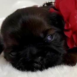Max - Tricolor male Shih Tzu puppy in Glens Falls, New York from Shih Tzus N Giggles