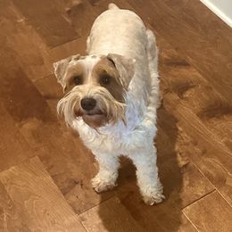 Rosie - Miniature Schnauzer