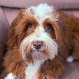 Havanese from Sweet Confections Havanese