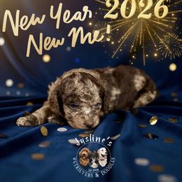 Ice Crystal - Merle female Goldendoodle puppy in Sterling, Connecticut from Justine’s Retrievers and Doodles