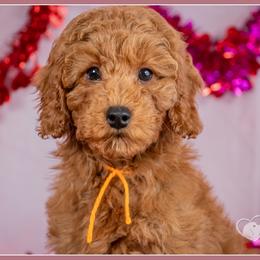 General - Red male Cockapoo puppy in Connersville, Indiana from Deaz Doodle Ranch
