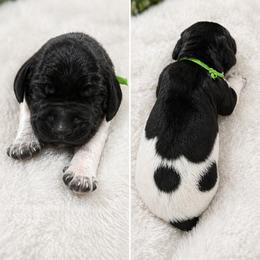 German Shorthaired Pointer Puppies from Lisa’s GSP’s