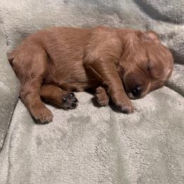 Ruby - Apricot female Goldendoodle puppy in Graham, North Carolina from Geise Meadow Doodles