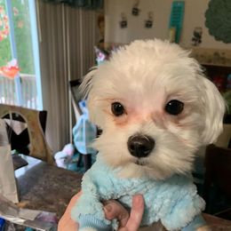Oliver - Maltese