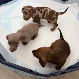 Dachshund puppies from Little Long Weens