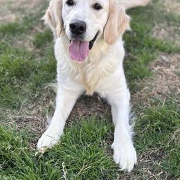 Golden Retriever puppies from Lakemist Retrievers