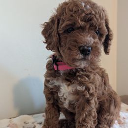 Rosie - female Whoodle puppy in Layton, Utah from Penny's Puppies