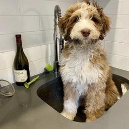 Aussiedoodle, Australian Shepherd, and Goldendoodle Puppies from Junipersdoodles