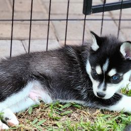 Pomsky Puppies from Way too cute Pomskies