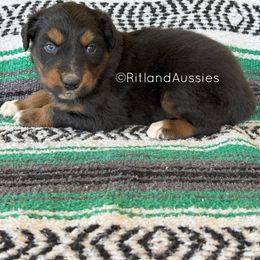 Australian Shepherd Puppies from Ritland Aussies