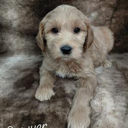 Sawyer - Red  male Goldendoodle puppy in Eau Claire, Wisconsin from Fisher River Doodle's