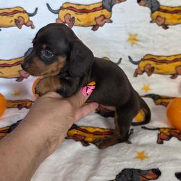 Chocolate and Tan Girl 1 - Chocolate and tan female Dachshund puppy in Austin, Colorado from Colorado Mini Dachshunds & Mini Pomskies