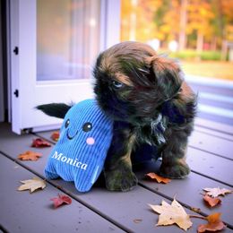 Santa Monica green - Brindle female Shih Tzu puppy in Richmond, Texas from Aleka Shih Tzu