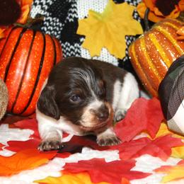 Voorhees - Piebald male Dachshund puppy in Corbin, Kentucky from White River Valley Kennel