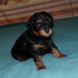 Lakota - Phantom male Poodle puppy in Hurricane Mills, Tennessee from Scenic Hills Kennels