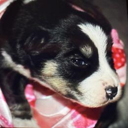 Valentina - Black and white female Pomsky puppy in Wisconsin from Summer's Pomskies
