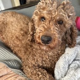 Molly - Poodle