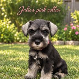 Miniature Schnauzer puppies from Phoenix Ranch
