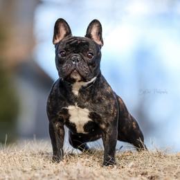 Cherry - French Bulldog