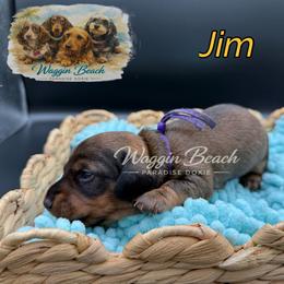 Jim - Red male Dachshund puppy in Sulphur Springs, Texas from Waggin Beach Paradise Doxies