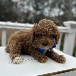 Franco - Red  male Poodle puppy in Mint Hill, North Carolina from DoodleForever