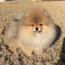 Teddy - Orange sable male Pomeranian puppy in Hot Springs, Arkansas from Pomeranian Empire