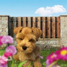 Miniature Schnauzer Puppies from Laurel Crown Schnauzers