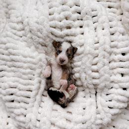 Sagada - Tri-color female Bernedoodle puppy in Cold Spring, Minnesota from A.N.A. Doodles