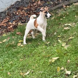 Munch - White tan and black male Smooth Fox Terrier puppy in Iowa from Misty Hollow