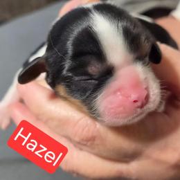 Hazel - Tri-color female Cavalier King Charles Spaniel puppy in Wahiawa, Hawaii from Kakazu King Charles Cavaliers