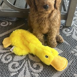 Goldendoodle Puppies from az_doodlesoflove