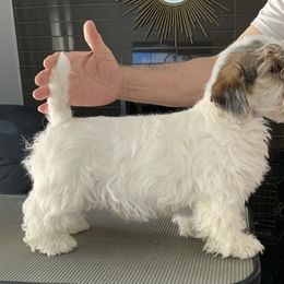 Sealyham Terrier Puppies from Sun Splashed