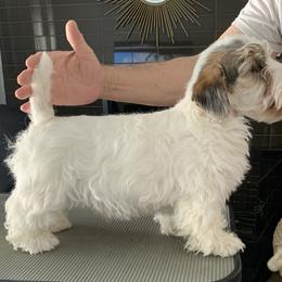 Sealyham Terrier Puppies from Sun Splashed