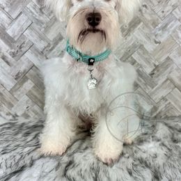 Winter - Miniature Schnauzer