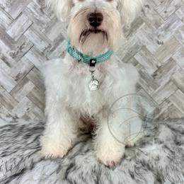 Winter - Miniature Schnauzer