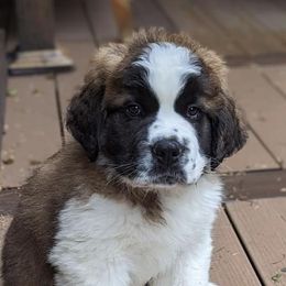 Saint Bernards from Sauer Saint Bernards