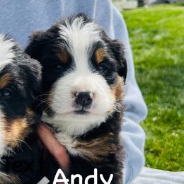 Andy - Black rust and white male Bernese Mountain Dog puppy in Paradise Valley, Nevada from Bayles Berners