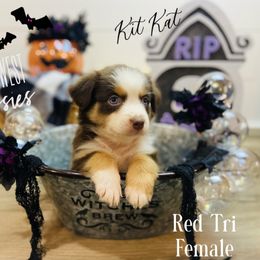 Australian Shepherd Puppies from Far West Aussies