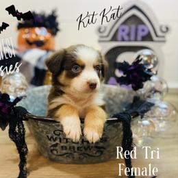 Australian Shepherd Puppies from Far West Aussies